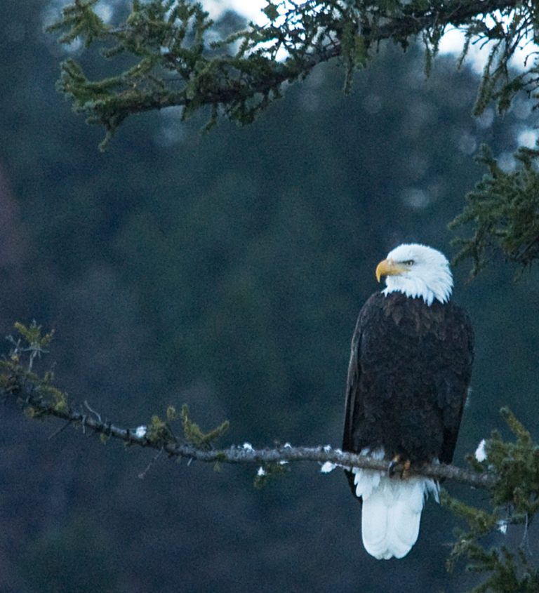 Eagle